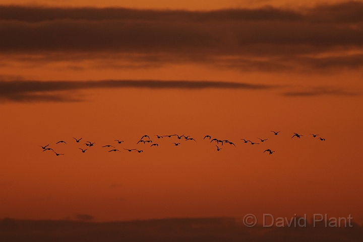 Black-tailed godwit flock at sunset - I.jpg - Black-tailed godwit flock at sunset - Welney